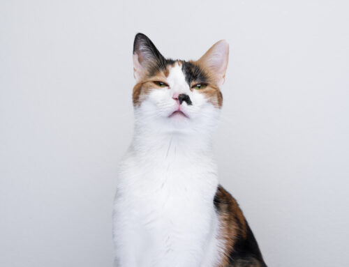 If you’re hearing ads, it’s not Radio Calico!